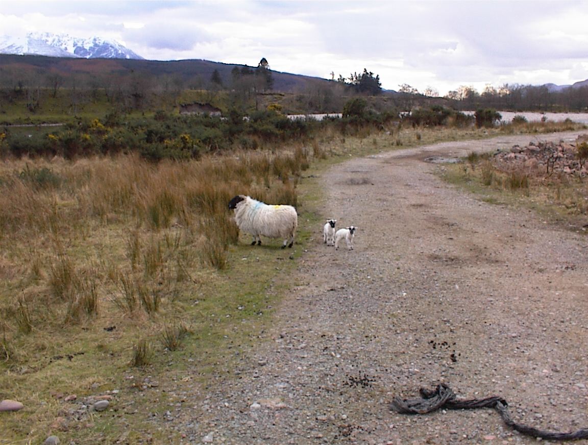 sheep2_lambs.jpg