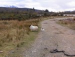 sheep2_lambs.jpg