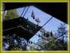 flying_foxes