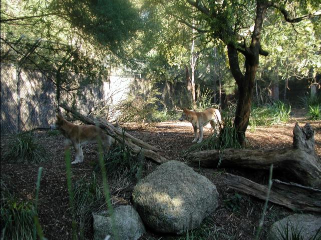 dingoes