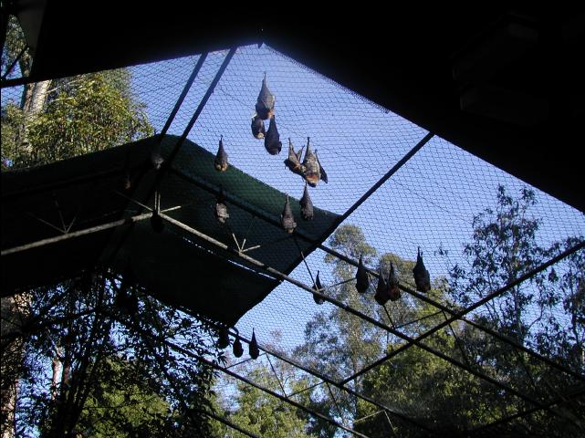 flying_foxes