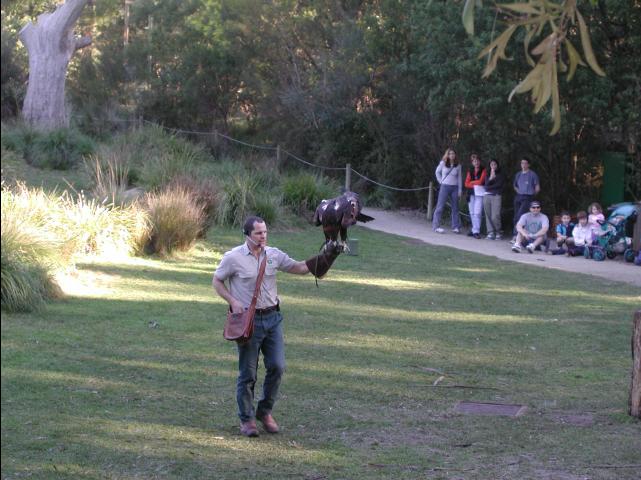 gray_tailed_eagle