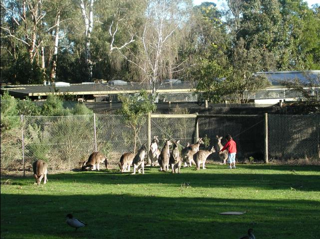 kangaroo_zoo