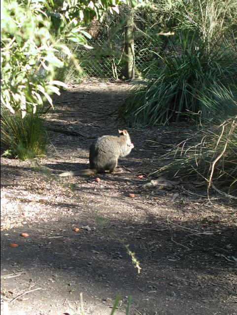 wallaby