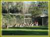 kangaroo_zoo